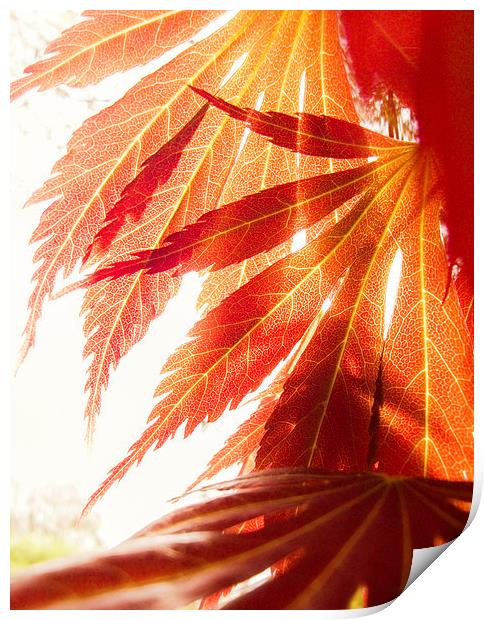 maple leaves Print by Silvio Schoisswohl