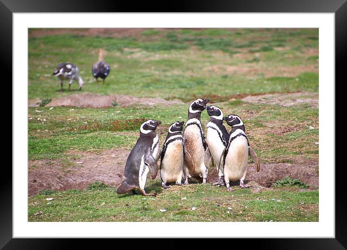 Magellanic Penguins Near Their Nesting Burrows Framed Mounted Print by Carole-Anne Fooks