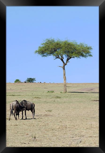 two wildebeest fighting on the masi mari Framed Print by Lloyd Fudge