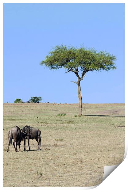 two wildebeest fighting on the masi mari Print by Lloyd Fudge