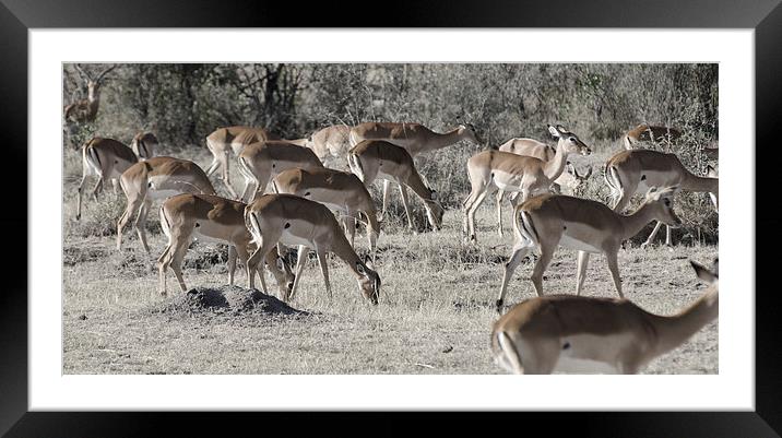 african impala on the masi mari Framed Mounted Print by Lloyd Fudge