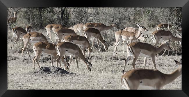 african impala on the masi mari Framed Print by Lloyd Fudge