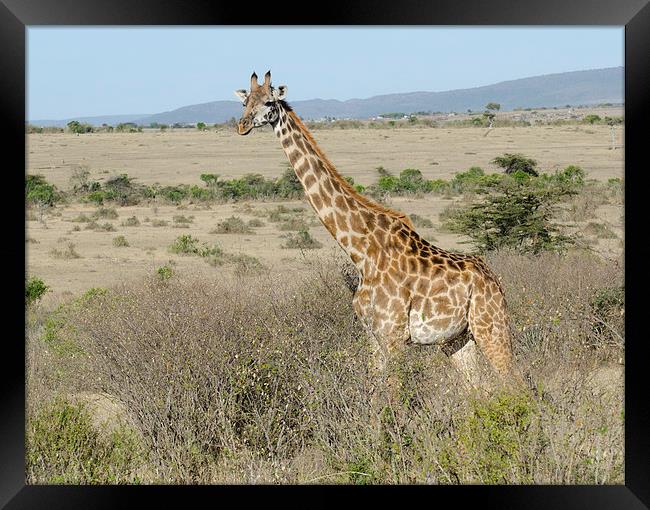 giraffe in the bush in the masi mari Framed Print by Lloyd Fudge