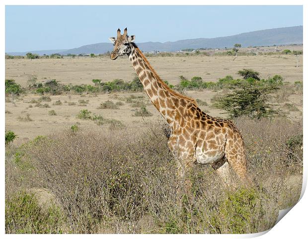 giraffe in the bush in the masi mari Print by Lloyd Fudge