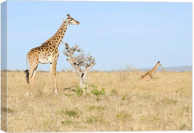 two giraffes on the grasslands of africa Canvas Print by Lloyd Fudge