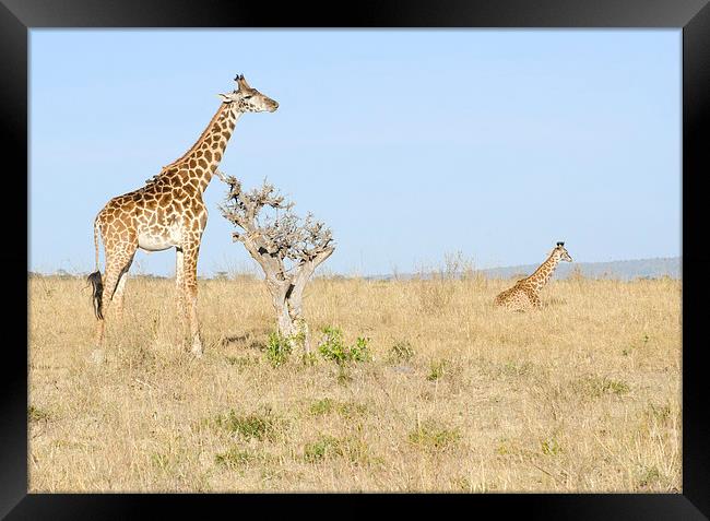 two giraffes on the grasslands of africa Framed Print by Lloyd Fudge
