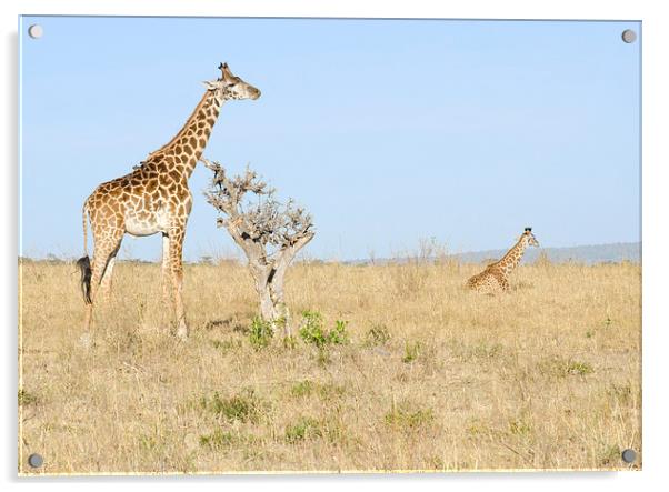 two giraffes on the grasslands of africa Acrylic by Lloyd Fudge