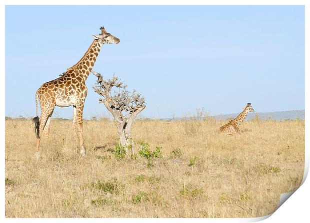 two giraffes on the grasslands of africa Print by Lloyd Fudge