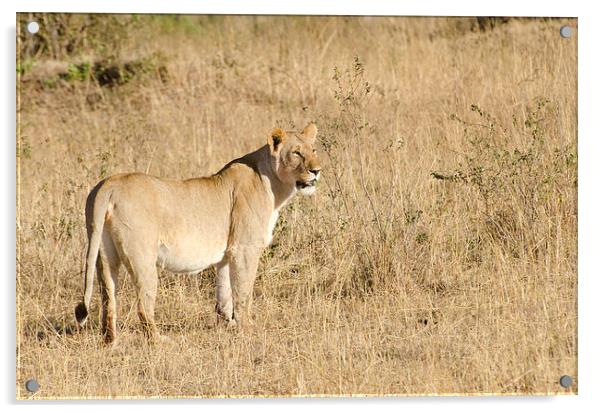 lioness in the masi mari Acrylic by Lloyd Fudge