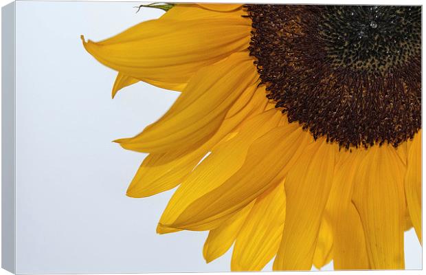 Sunflower Canvas Print by Peter McCormack