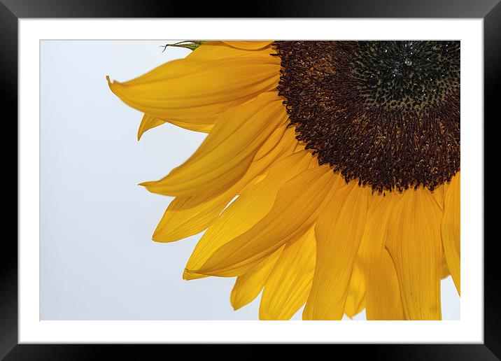 Sunflower Framed Mounted Print by Peter McCormack