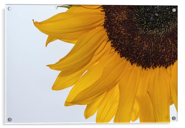 Sunflower Acrylic by Peter McCormack