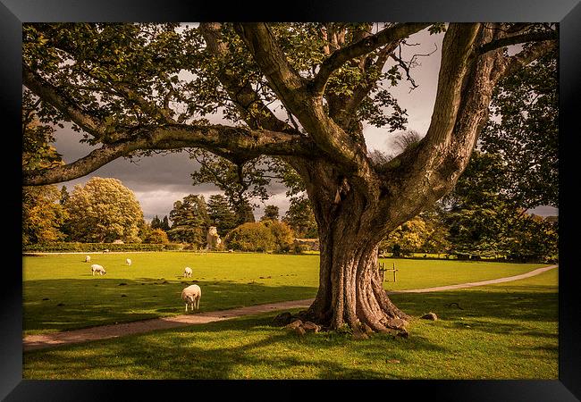 Jervaulx Abbey, Wensleydale Framed Print by Peter McCormack