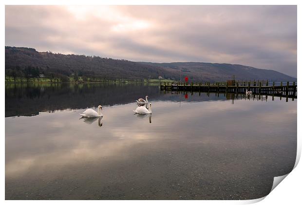 Coniston Swans Print by John Hare