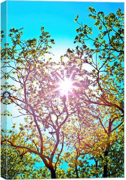 lucidimages-sun-tree-overhead-sky Canvas Print by Raymond  Morrison