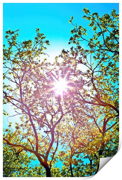 lucidimages-sun-tree-overhead-sky Print by Raymond  Morrison
