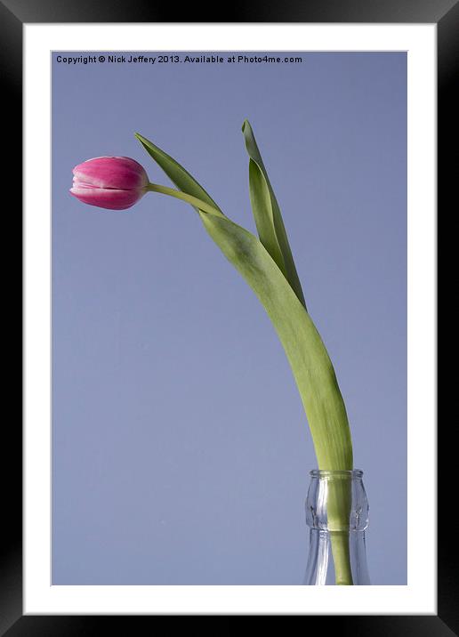 Tulip Framed Mounted Print by Nick Jeffery