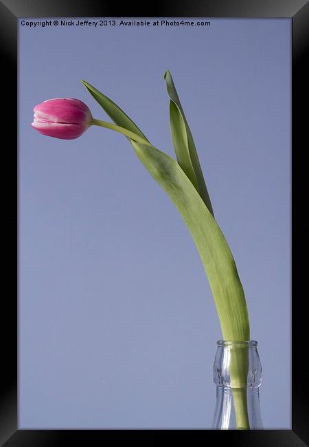 Tulip Framed Print by Nick Jeffery