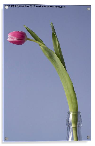 Tulip Acrylic by Nick Jeffery