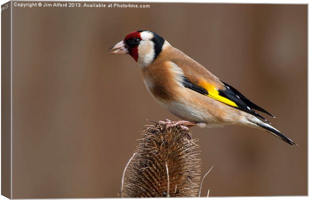 Goldfinch feeding time Canvas Print by Jim Alford