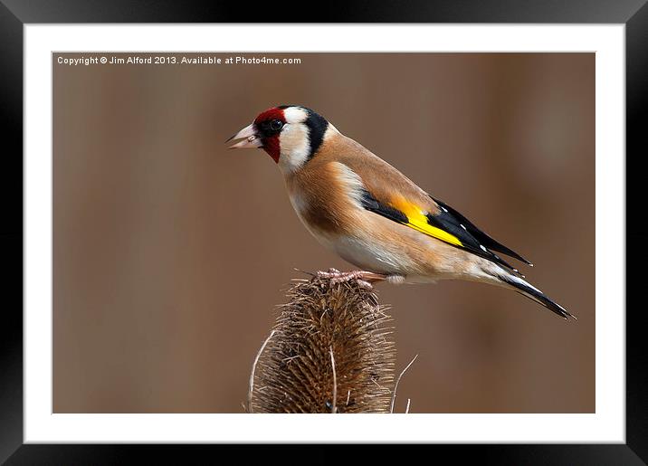Goldfinch feeding time Framed Mounted Print by Jim Alford