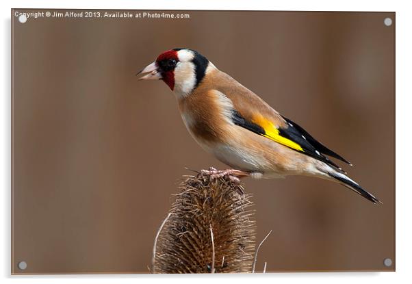 Goldfinch feeding time Acrylic by Jim Alford