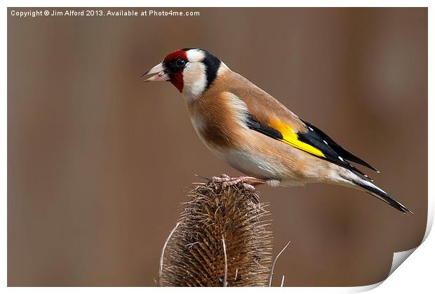Goldfinch feeding time Print by Jim Alford