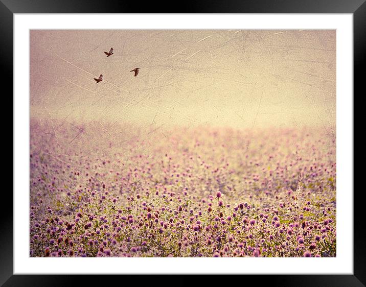 Field of Clover Framed Mounted Print by Dawn Cox