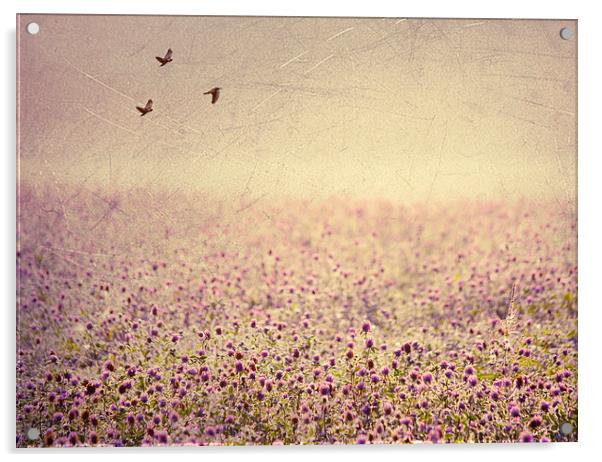 Field of Clover Acrylic by Dawn Cox