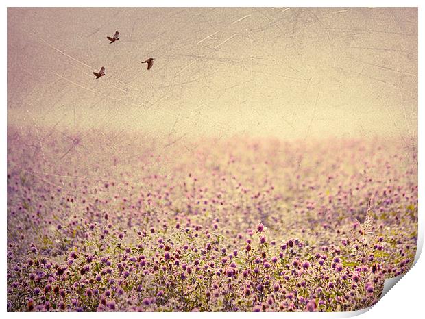 Field of Clover Print by Dawn Cox