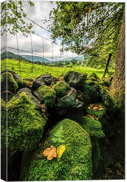 Mossy Wall Canvas Print by Adrian Evans