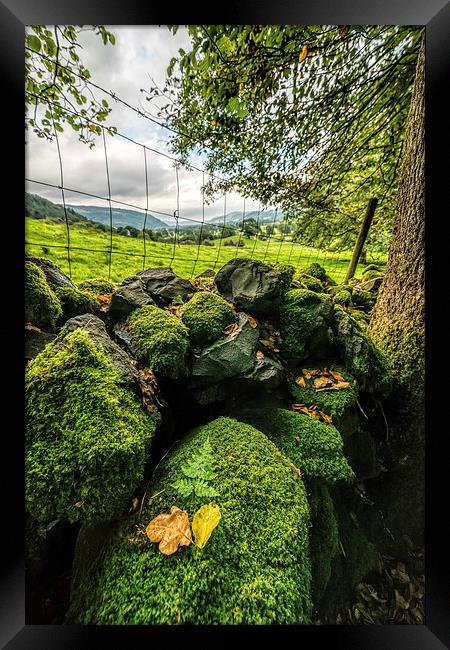 Mossy Wall Framed Print by Adrian Evans