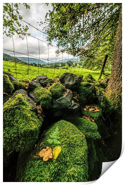 Mossy Wall Print by Adrian Evans