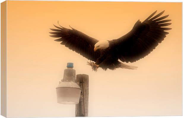 Alaskan Bald Eagle Canvas Print by Gurinder Punn