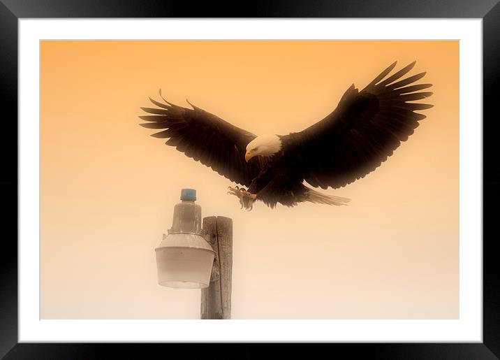 Alaskan Bald Eagle Framed Mounted Print by Gurinder Punn