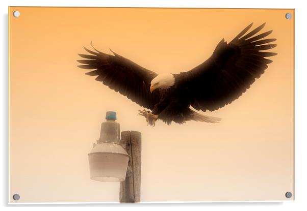 Alaskan Bald Eagle Acrylic by Gurinder Punn