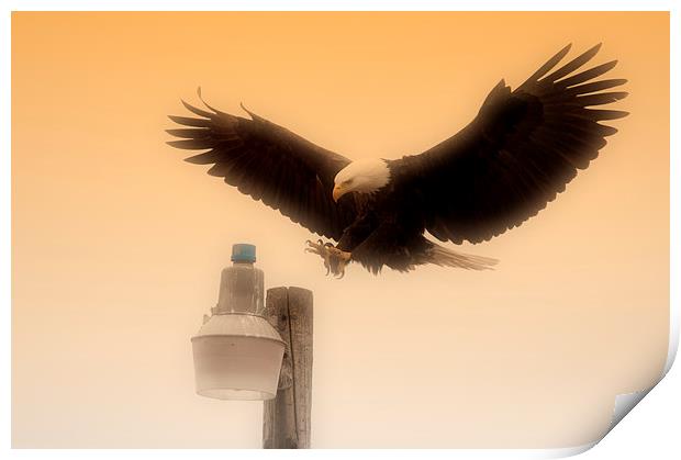 Alaskan Bald Eagle Print by Gurinder Punn