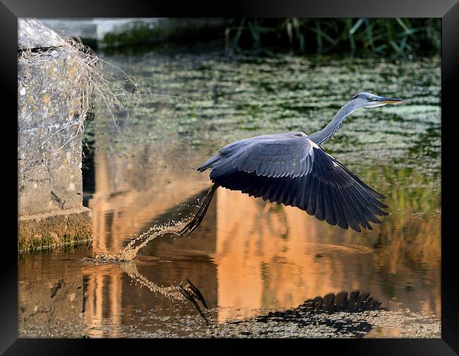 Wild Heron taking off Framed Print by Gurinder Punn