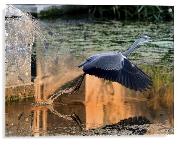 Wild Heron taking off Acrylic by Gurinder Punn