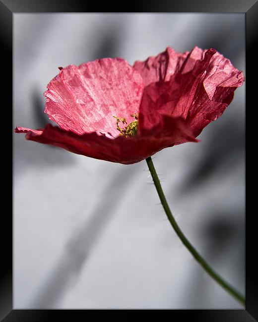 Poppy Flower Framed Print by Scott Anderson