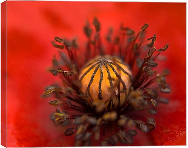 Poppy Close up Canvas Print by Scott Anderson