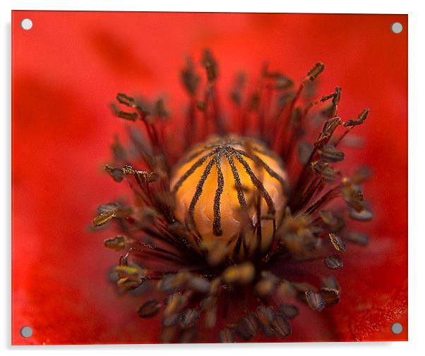 Poppy Close up Acrylic by Scott Anderson