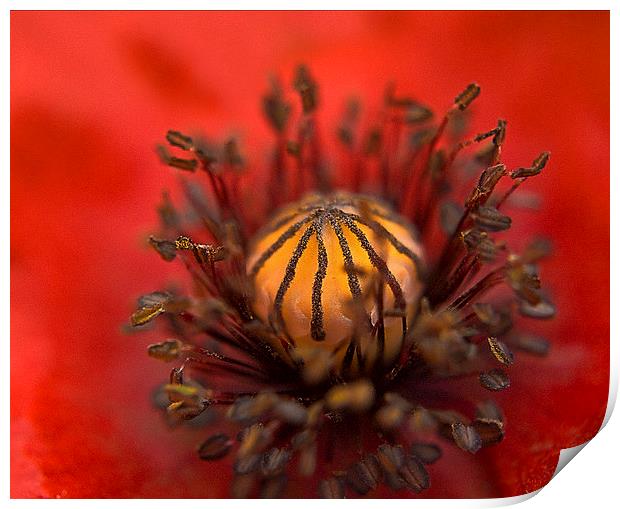 Poppy Close up Print by Scott Anderson