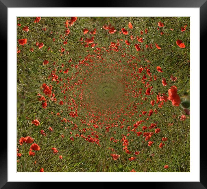 Poppy Spirals Framed Mounted Print by Scott Anderson