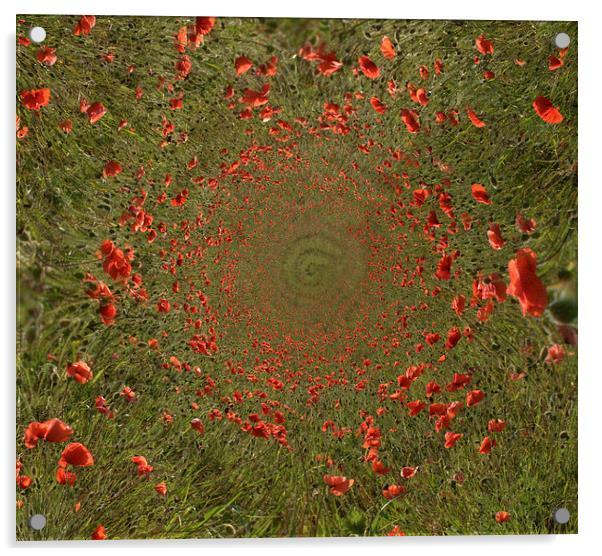 Poppy Spirals Acrylic by Scott Anderson