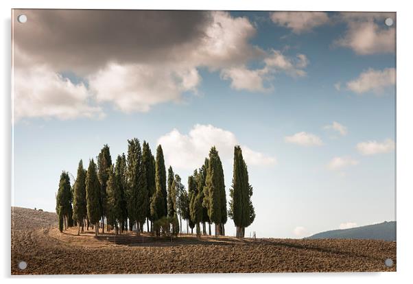 Trees in Tuscany Acrylic by Stephen Mole
