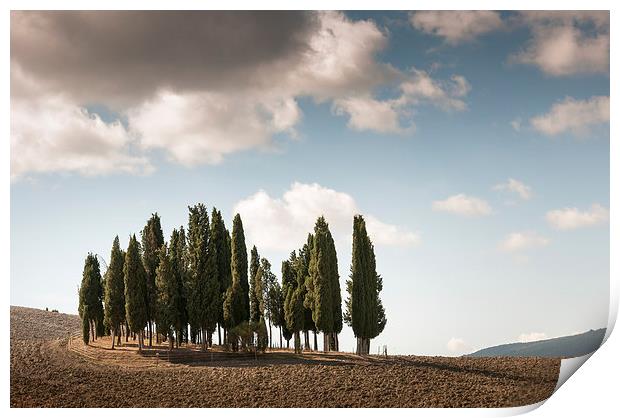 Trees in Tuscany Print by Stephen Mole