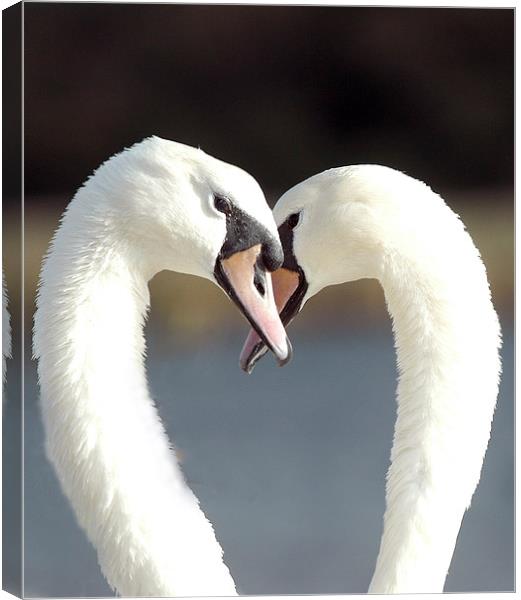 JST2114 Swans courting Canvas Print by Jim Tampin
