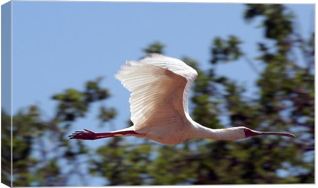 JST1834 African Spoonbill in flight Canvas Print by Jim Tampin