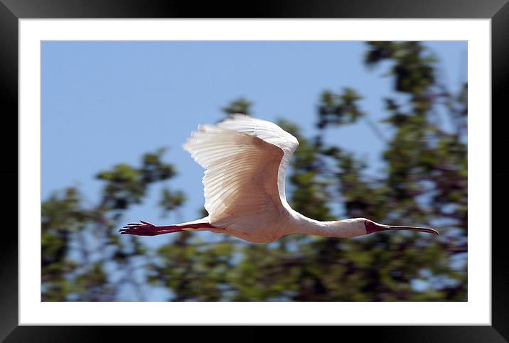 JST1834 African Spoonbill in flight Framed Mounted Print by Jim Tampin